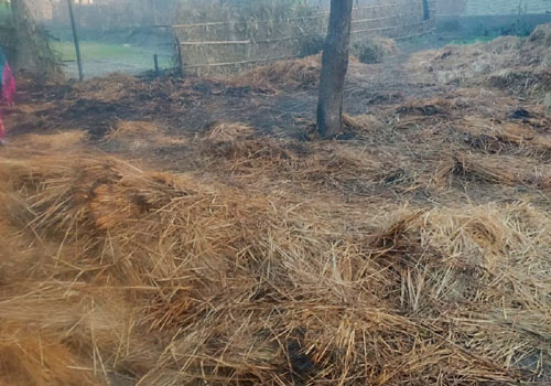 दौनी गर्न राखिएको धानमा आगलागि हुँदा एक लाख भन्दा बढीको क्षति